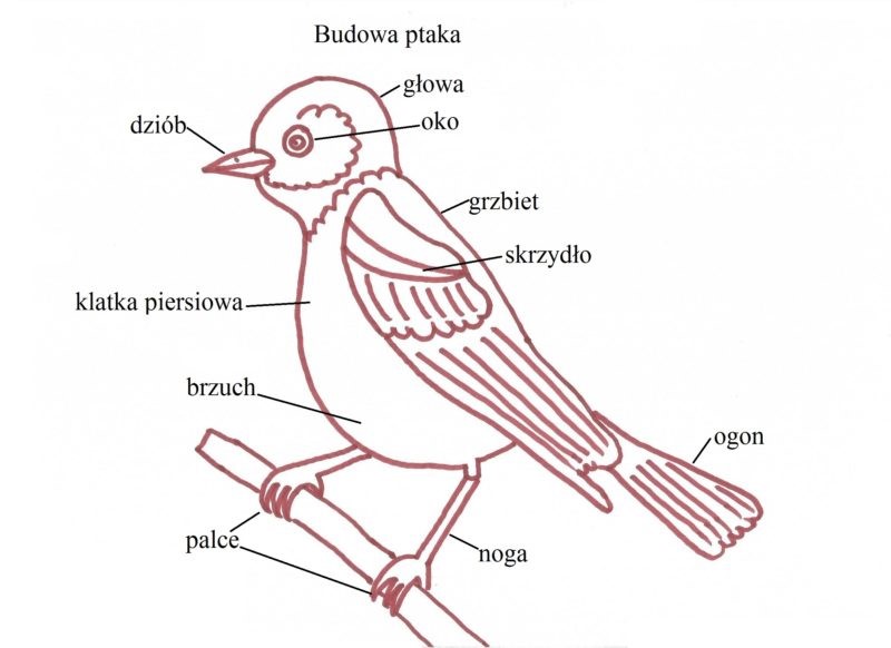 oddział zuchy